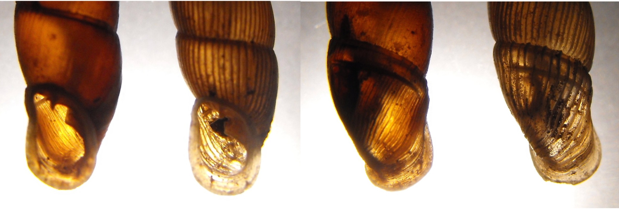 Charpentieria clavata clavata e lorinae